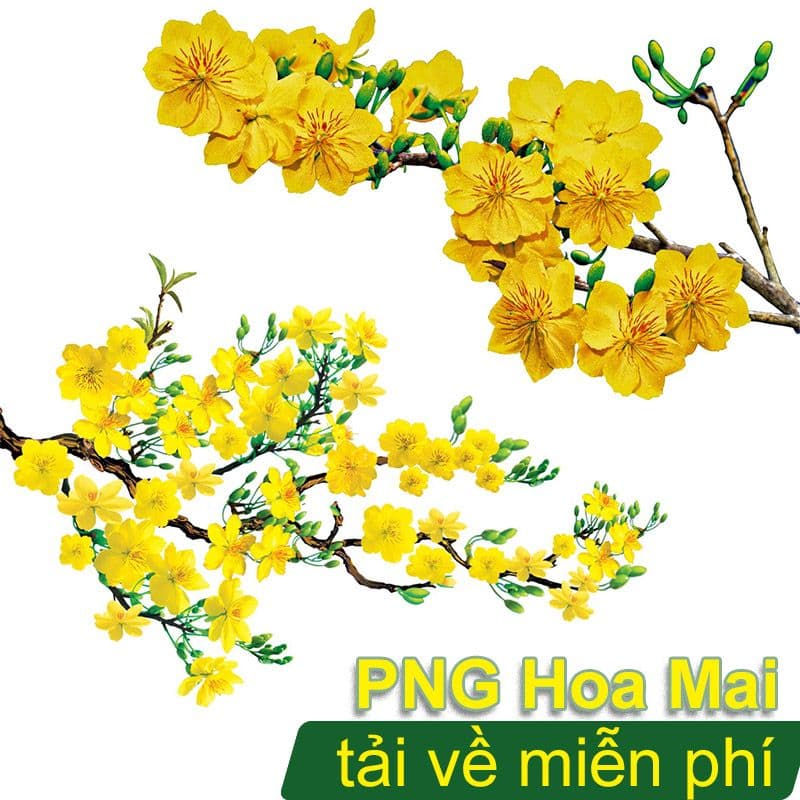 Hình Ảnh Hoa Mai PNG Tết – Biểu Tượng Của Sự Thịnh Vượng